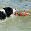 Major Dog - Mobby Dog-vízben használható játék