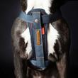 EZYDOG CHEST PLATE farmer hám 